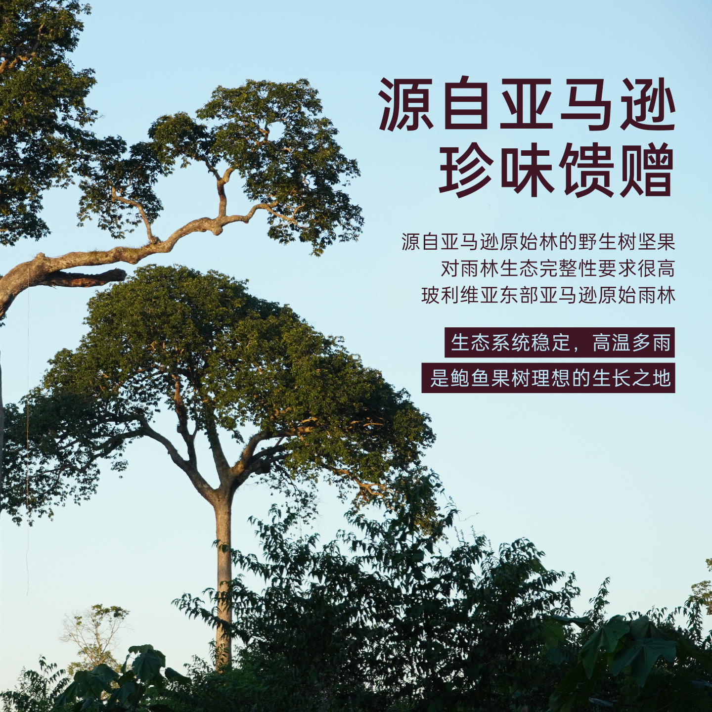 臻味南美洲巴西坚果鲍鱼果仁100g袋装进口原料无添加原味沙漠果 - 图0