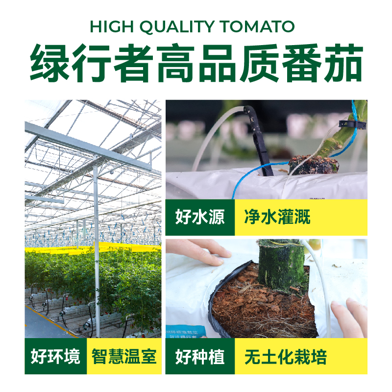 绿行者沙瓤粉番茄新鲜采摘生吃沙瓤老味道番茄,淘宝优惠券,粉丝福利购,淘宝优惠卷