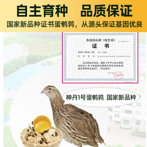 臻选神丹叶黄素鲜鹌鹑蛋50枚无抗养殖孕妇宝宝营养辅食蛋 - 图0