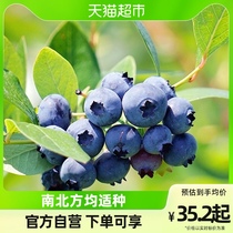 Hongan Family Fruit Trees Blueberry Fruit Fry Potted Edible Fruits South Northern Balcony All Season Cultivation