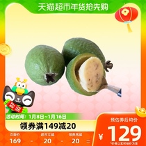 Iridescent Oil Fruit Anderi Potted Seedlings South Fruit Miao Balcony Patio Garden Saplings