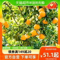 Single piece iridescent Crisp Golden Orange Citrus Grove Spring See Harrowing Mandarin Orange Pomp Fruit Slim Balcony Courtyard Potted Plant