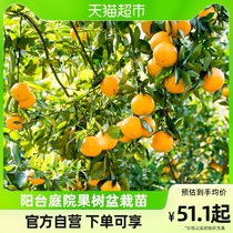 Single piece iridescent Crisp Golden Orange Citrus Grove Spring See Harrowing Mandarin Orange Pomp Fruit Slim Balcony Courtyard Potted Plant