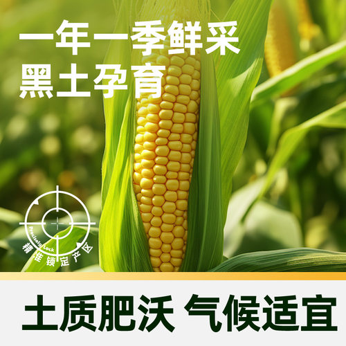 【臻选】【25年新玉米】黄糯玉米新鲜软糯真空装早餐健康粗粮 - 图2