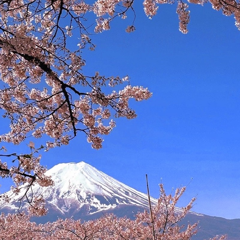 日本·单次旅游签证·北京送签·日本签证单次个人旅游办理全国可简化北京上海广州-图0