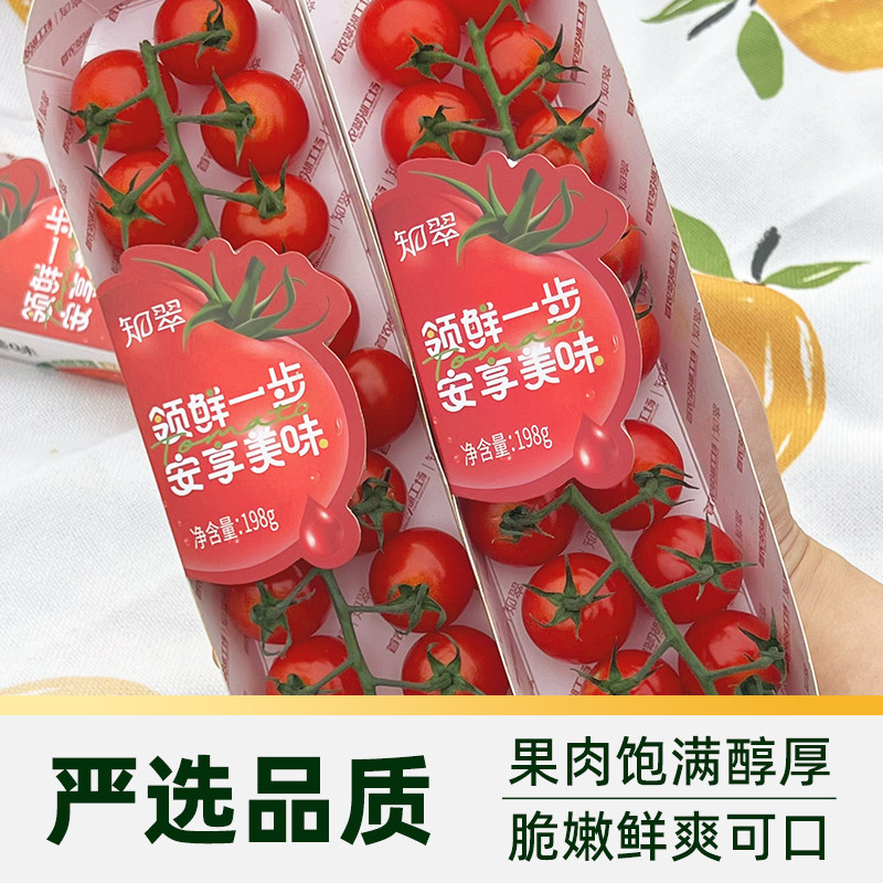 【知翠】串收樱桃番茄生吃小西红柿新鲜孕妇儿童水果自然熟