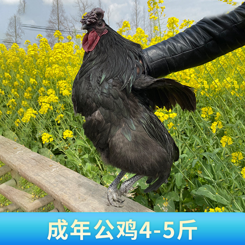 纯种旧院黑鸡种蛋受精蛋可孵化高产绿壳五黑鸡土鸡种蛋鸡苗乌骨鸡,淘宝优惠券,粉丝福利购,淘宝优惠卷