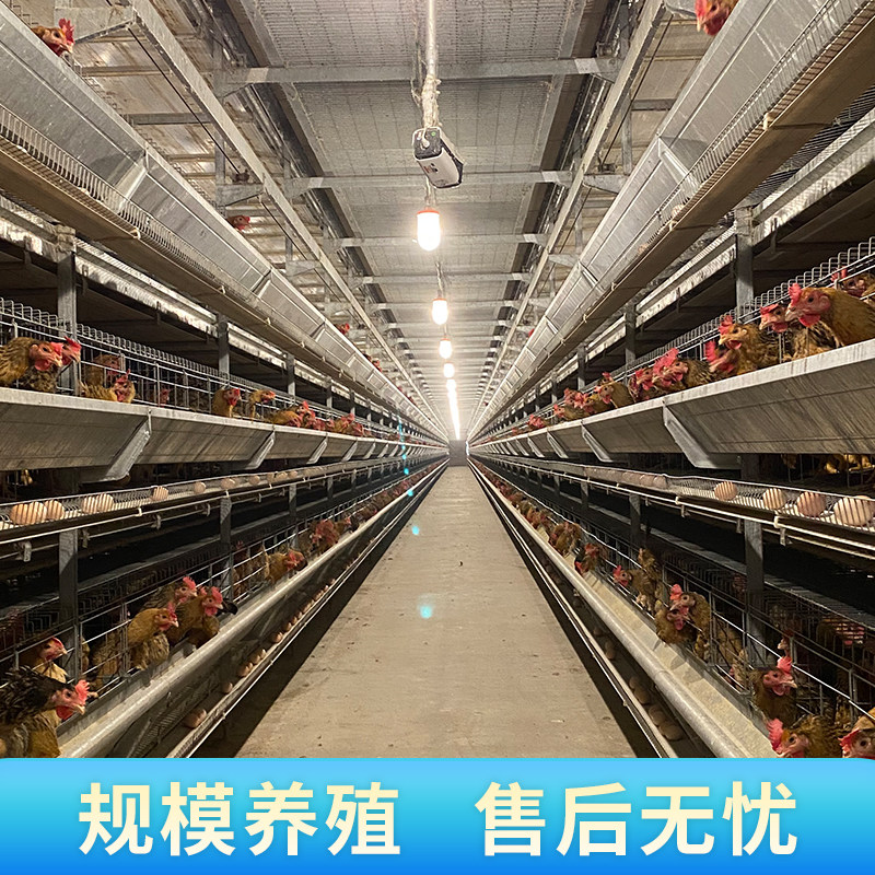 纯种青脚麻鸡蛋受精蛋可孵化红瑶鸡种蛋受精蛋可孵化大型土鸡种蛋,淘宝优惠券,粉丝福利购,淘宝优惠卷