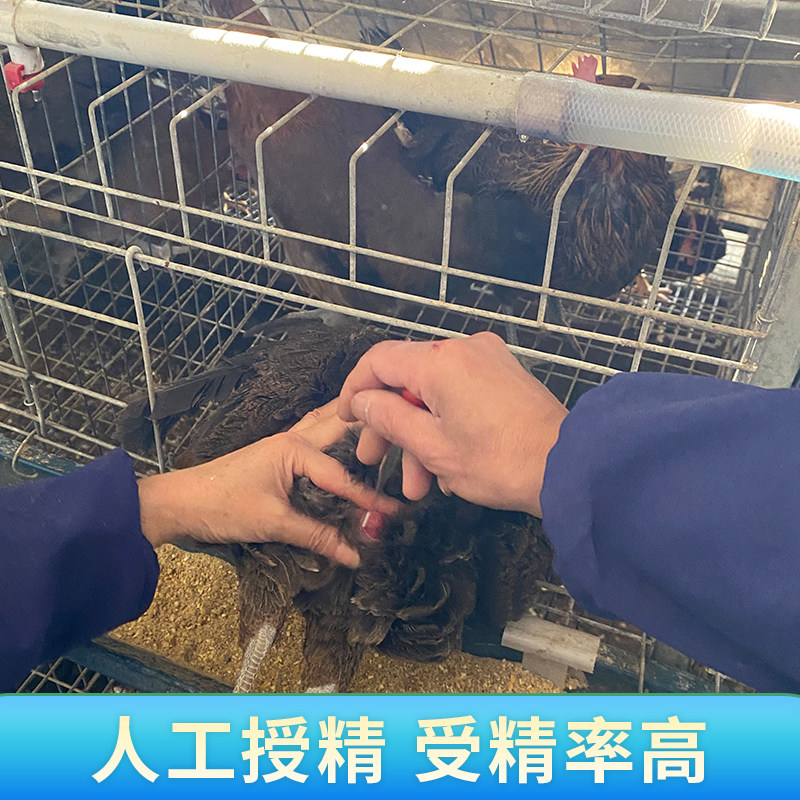 纯种云南茶花鸡种蛋受精蛋可孵化种蛋观赏白耳茶花鸡受精蛋可孵化,淘宝优惠券,粉丝福利购,淘宝优惠卷