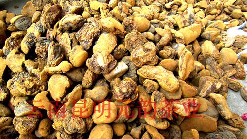 云南野生桑树桑黄 桑黄片桑黄粉 养生新趋势森林黄金特卖100元/斤 - 图0