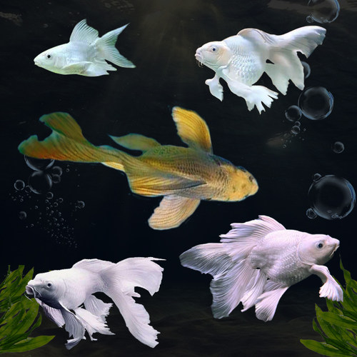 草金鱼金鱼锦鲤鱼小淡水观赏鱼活体好养冷水鱼纯种苗淡水鱼兰寿 - 图1