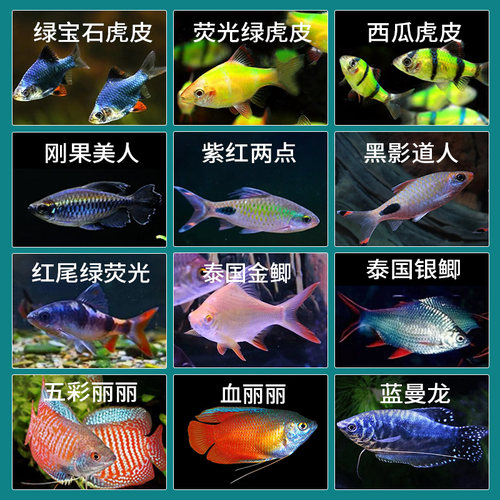 一眉道人虎皮鱼天使鱼热带鱼观赏鱼鱼缸群游小型鱼淡水鱼好养耐活 - 图1