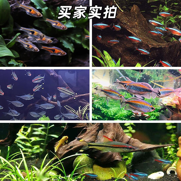 热带观赏活体小鱼好养宝莲灯淡水小鱼苗神仙小型红绿灯科练手群游-图0