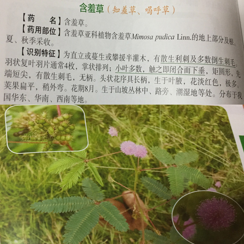 农家自晒含羞草根红茎害羞草根中草药材感应草纯根干货500包邮_虎窝淘