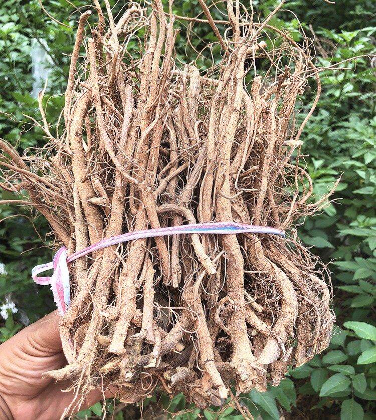 农家自晒含羞草根红茎害羞草根中草药材感应草纯根干货500包邮_虎窝淘