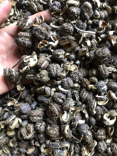 新晒中草药新鲜 蓖麻子蓖麻籽带壳自晒蓖麻仁 蓖麻种子中药材 - 图0