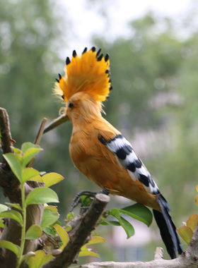 热卖仿真戴胜鸟餐厅橱窗摄影摆件