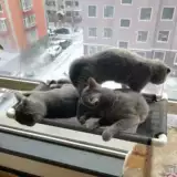 Универсальные качели для кровати на четыре сезона, кот, домашний питомец