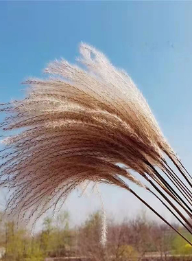 小芦苇干花花束拂尘diy婚礼兔尾草潘帕斯草客厅家居装饰桌面摆件
