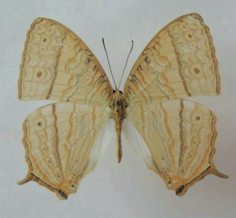 a1/a-品质 未展翅 八目丝蛱蝶 cyrestis cocles 真蝴蝶原蝶标本