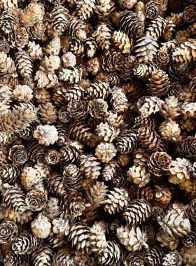 圣诞松枝松果豆荚DIY材料包