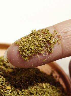 细粉柏树叶粉末散装藏传藏式用品