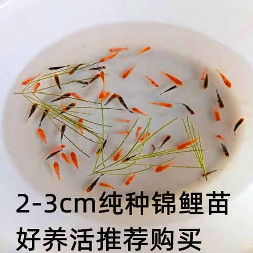 纯种日本淡水观赏鱼小锦鲤鱼苗夏花寸花混合品种冷水鱼好养红鲤鱼 - 图2