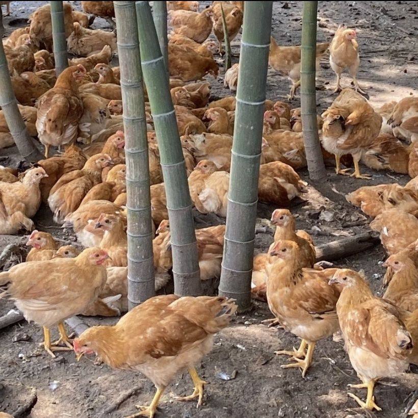 半斤左右河田鸡长汀福建半斤一斤二斤幼苗小鸡苗脱温鸡小鸡仔宠物,淘宝优惠券,粉丝福利购,淘宝优惠卷