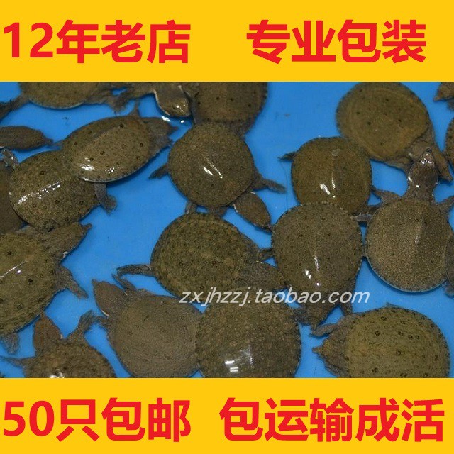 外塘养殖中华鳖苗小甲鱼苗水鱼团鱼苗龙鱼活体饲料王八/现货包邮 - 图1