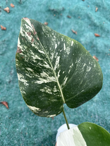 白锦龟背竹阴阳白龟绿植热植锦化植物网红观叶室内植物一物一拍 - 图3