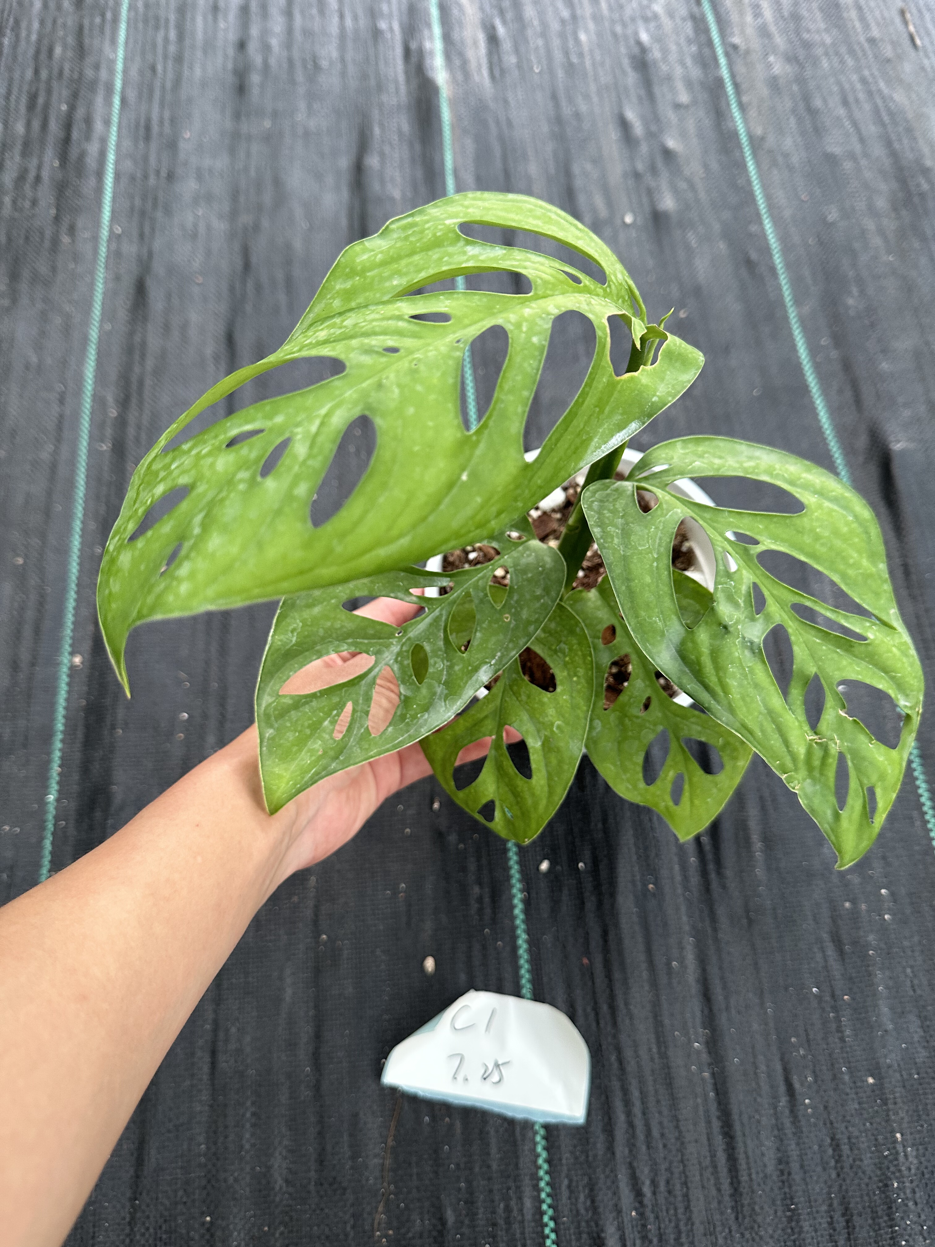 ME巨洞龟背竹网红绿植大叶热植室内观叶植物耐荫天南星科一物一拍,淘宝优惠券,粉丝福利购,淘宝优惠卷