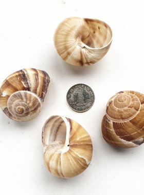 法国进口法式蜗牛壳escargots