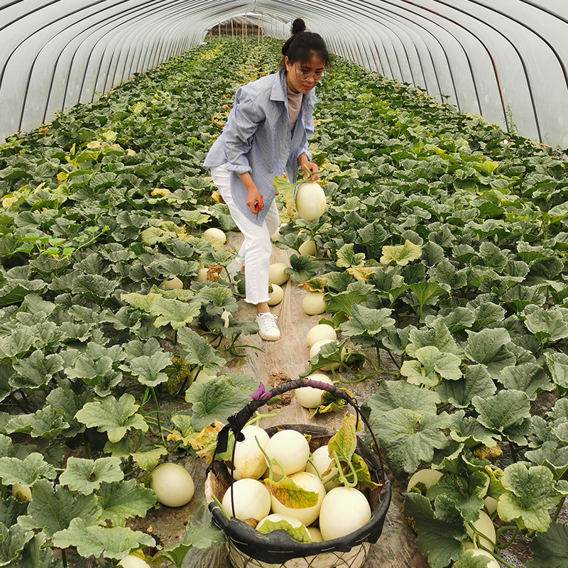 上海南汇玉菇甜瓜10斤冰淇淋香瓜新鲜水果当季整箱青皮绿肉哈蜜瓜-图2