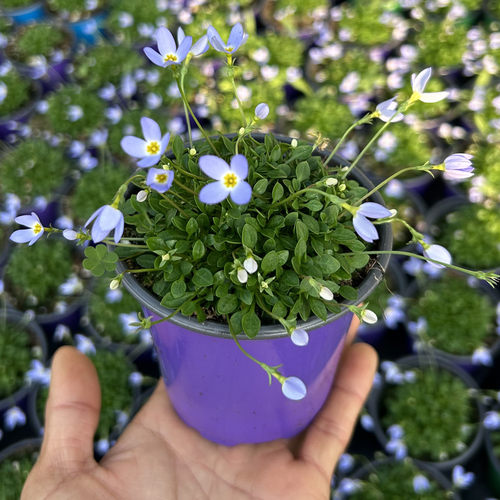 北美耳草小苗 蓝花耳草白花迷你山野草耐寒植物四季盆栽花卉包邮 - 图0