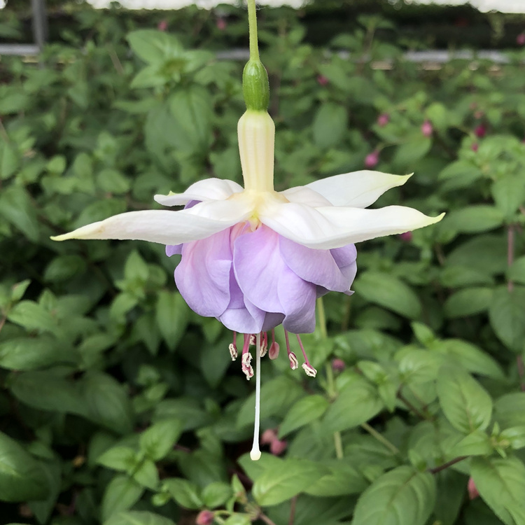 阳台重瓣倒挂金钟盆栽花苗灯笼花吊钟海棠苗四季开花吊兰植物包邮-图2