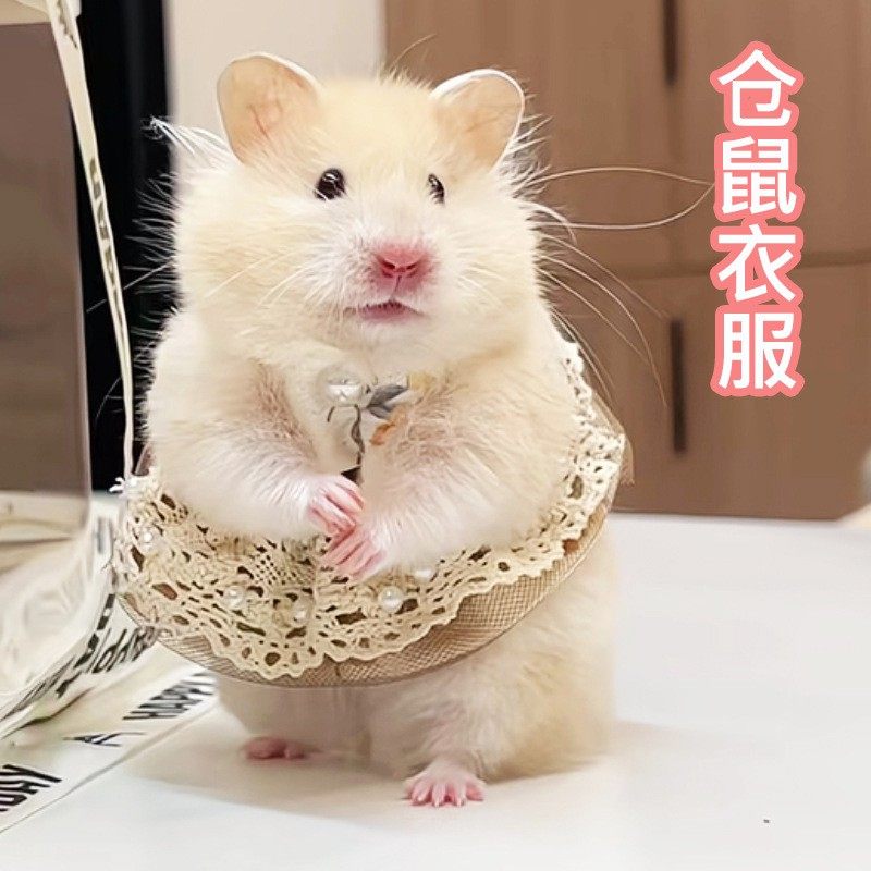 仓鼠可爱衣服服装裙子趣味造型小宠物毛线衣金丝熊花枝鼠服饰用品,淘宝优惠券,粉丝福利购,淘宝优惠卷