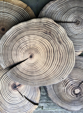 承壶中国风原木底座茶杯垫随形实木隔热垫壶垫炉垫无漆木底座诧寂