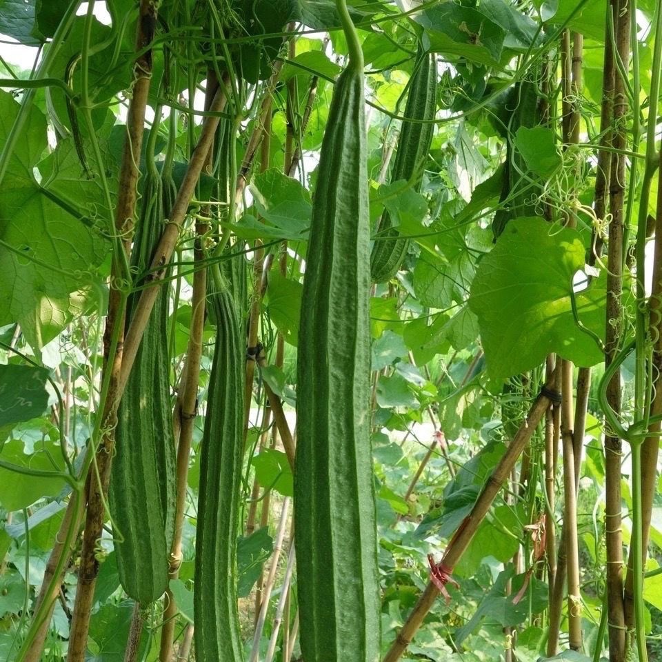 棱菱形丝瓜八角瓜专用点花药蘸花药授粉药顺直王坐果座果灵蘸花药 - 图0