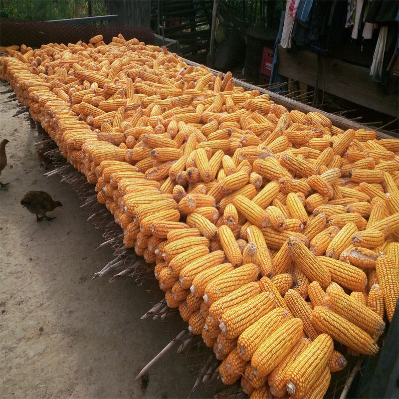 郧县大柳农家自种玉米糁苞谷糁非玉米面老品种高山玉米粗杂粮煮粥 - 图0
