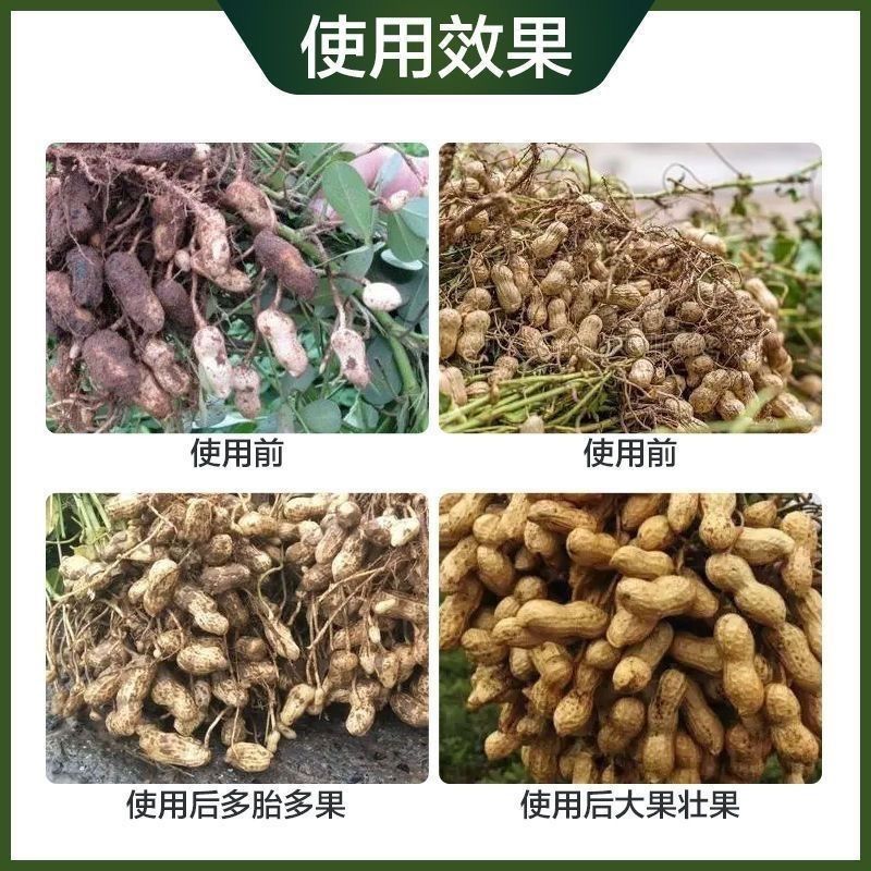 抖音快速花生膨壮粒粒饱专用膨大剂珺颜正品增产翻倍果实饱满下针 - 图3