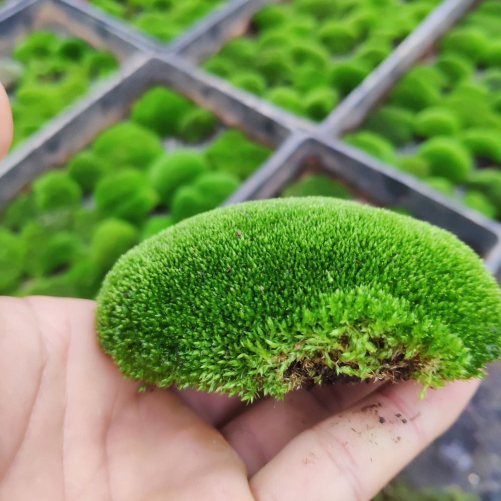 鲜活苔藓新鲜朵朵藓上水石植物假山草吸水石青苔种子盆景花盆铺面