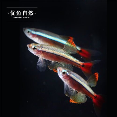 白云金丝鱼瑰丽金丝鱼大帆金丝草缸小型观赏鱼灯科鱼淡水鱼冷水鱼 - 图2