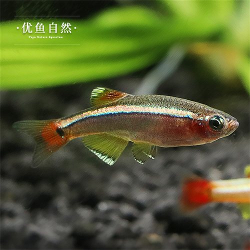 白云金丝鱼瑰丽金丝鱼大帆金丝草缸小型观赏鱼灯科鱼淡水鱼冷水鱼 - 图0