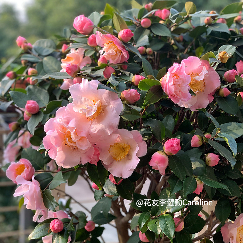 天狼山茶花香妃十八学士庭院花园喜光易养观赏性花卉绿植盆栽,淘宝优惠券,粉丝福利购,淘宝优惠卷