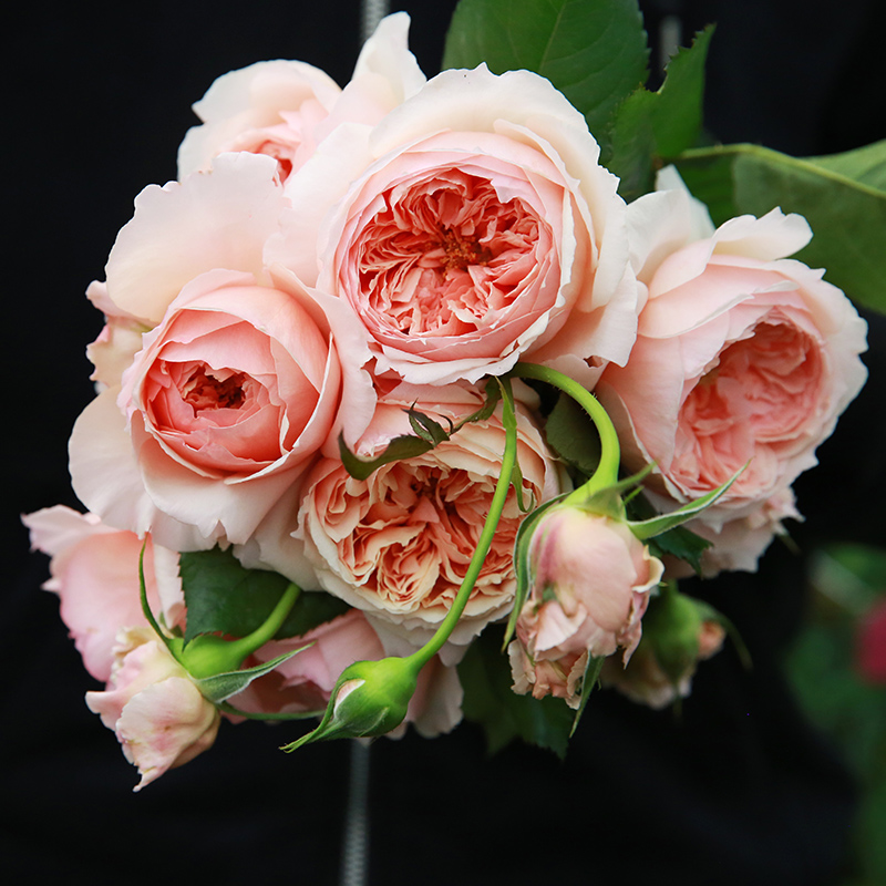 天狼月季 真宙 杏粉色灌木月季耐热浓香可做藤好养,淘宝优惠券,粉丝福利购,淘宝优惠卷