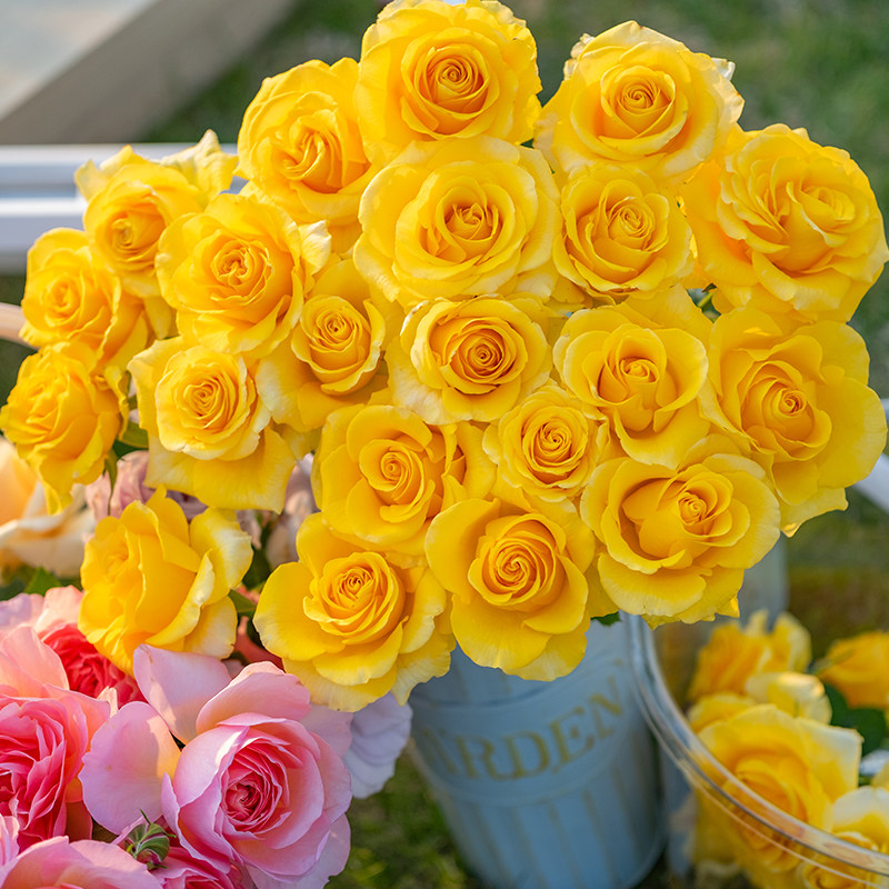 天狼月季2.8升盆栽苗庭院花园易养护观赏性四季花卉家庭园艺绿植,淘宝优惠券,粉丝福利购,淘宝优惠卷