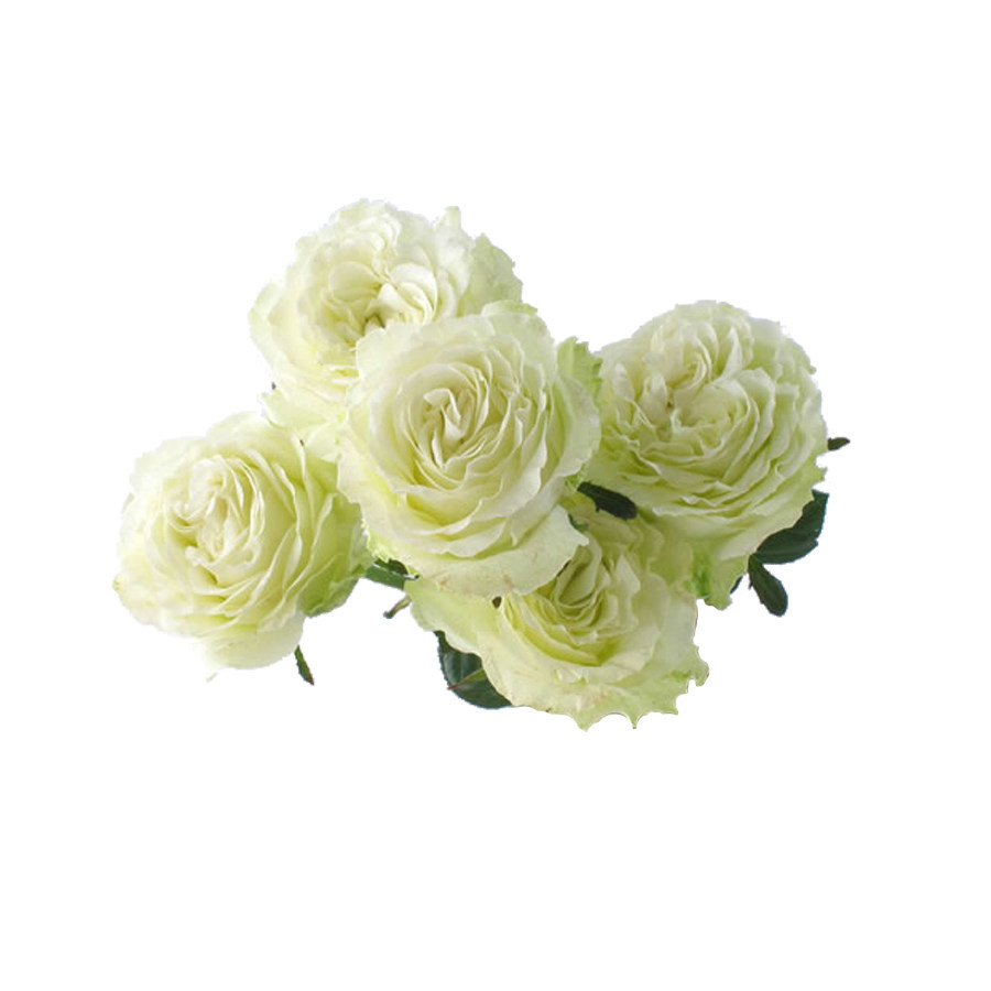 天狼月季 女士时装 多季开花绿色系大花杂交茶香月季玫瑰花店切花,淘宝优惠券,粉丝福利购,淘宝优惠卷