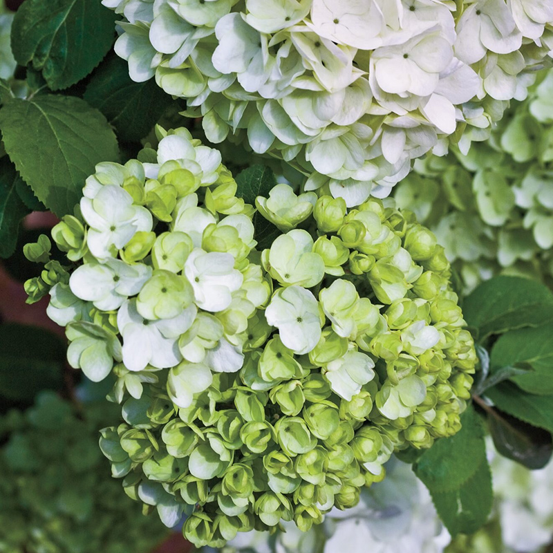 天狼 中华木绣球/麻叶木绣球 喜光庭院花园木本植物花卉耐热耐寒 - 图2