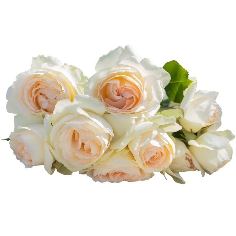 天狼爬藤月季花园藤本拱门玫瑰花卉盆栽爬藤阳台庭院浓香爆花机器,淘宝优惠券,粉丝福利购,淘宝优惠卷