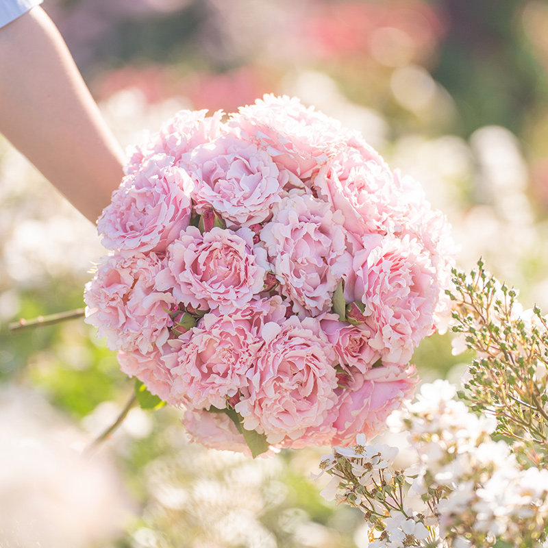 【今日特惠】天狼月季2.8升庭院露台观赏性玫瑰植物盆栽苗易养护,淘宝优惠券,粉丝福利购,淘宝优惠卷